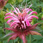 Bee Balm
