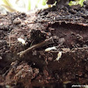 Termite