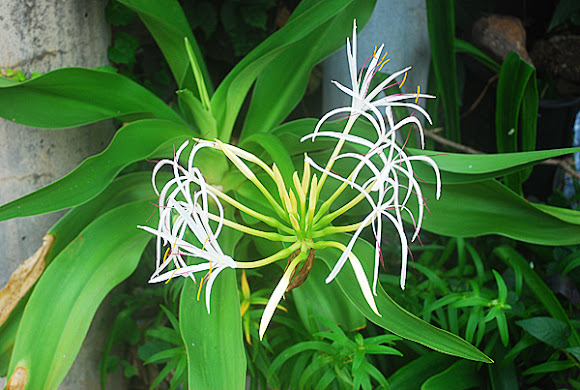 Spotting Image 1