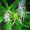 Giant Crinum Lily