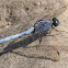 Libélula (Epaulet Skimmer)