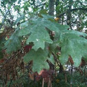 White oak