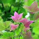 Sweet Gum (楓香)