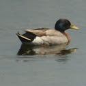 Mallard duck