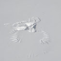 Crow