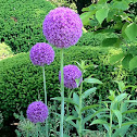 Allium Giganteum