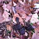 White-tailed deer scat