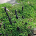 Houtknotszwam (Xylaria polymorpha)