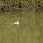Bufflehead