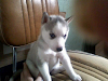 Cachorro Siberiano