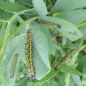 Bag worms