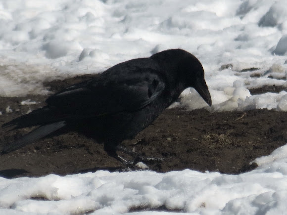 Spotting Image 1