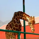 Jirafa