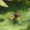 Malthonica Silvestris