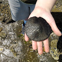 Sand Dollar