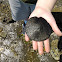 Sand Dollar