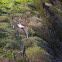 Red-footed Booby