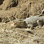 Spectacled caiman