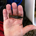 Crawfish