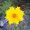 Lanceleaf coreopsis