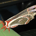 Cecropia Moth