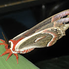 Cecropia Moth