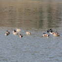 Northern Shoveler