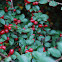 Common Cotoneaster