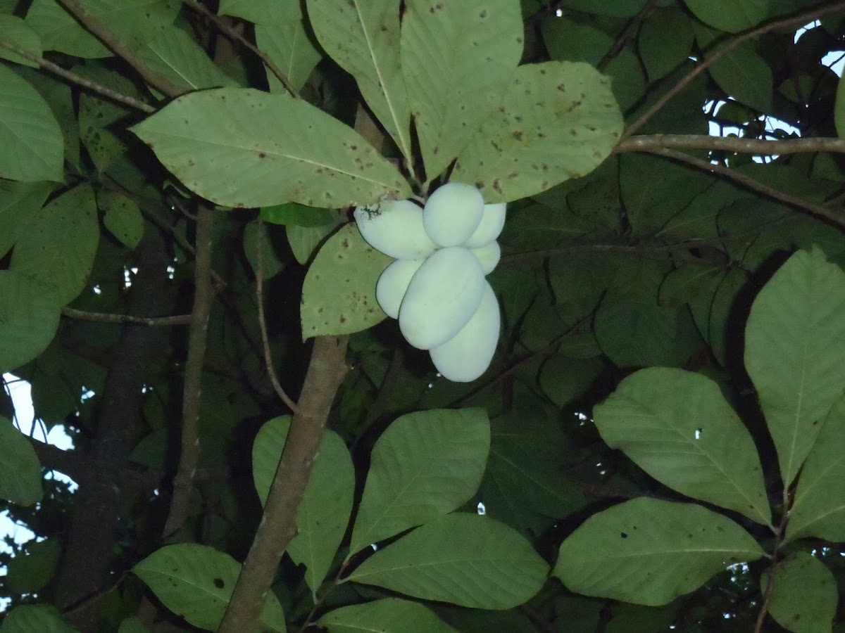 Paw paw tree