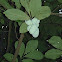 Paw paw tree