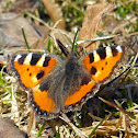 Small Tortoiseshell