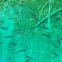 Trout
