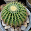 Barrel Cactus