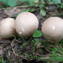 Pear-Shaped Puffball