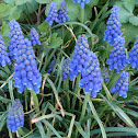grape hyacinth