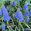 grape hyacinth