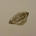 Cyclidia substigmaria 洋麻鉤蛾