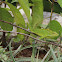 Green Crested Lizard