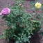 Rose Bush