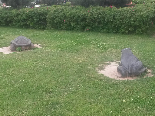 черепаха И Лягушка