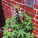 Spiderflower