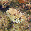 Rounded Porcupinefish