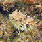 Rounded Porcupinefish