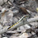 Great Blue Skimmer (female)