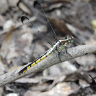 Great Blue Skimmer (female)