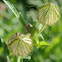 Flower-an-hour Seedpods