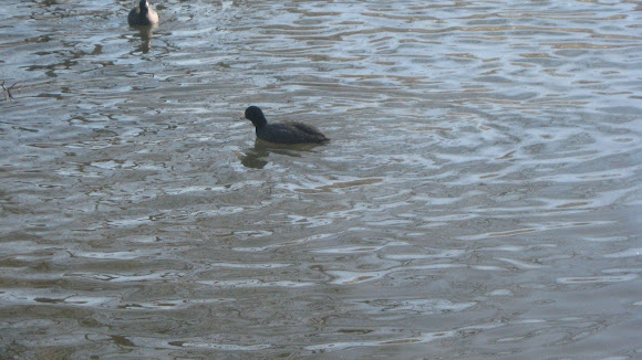 Spotting Image 1