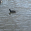american coot