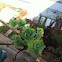 Sedum 'Himalayan Skies'