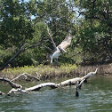 Pelican